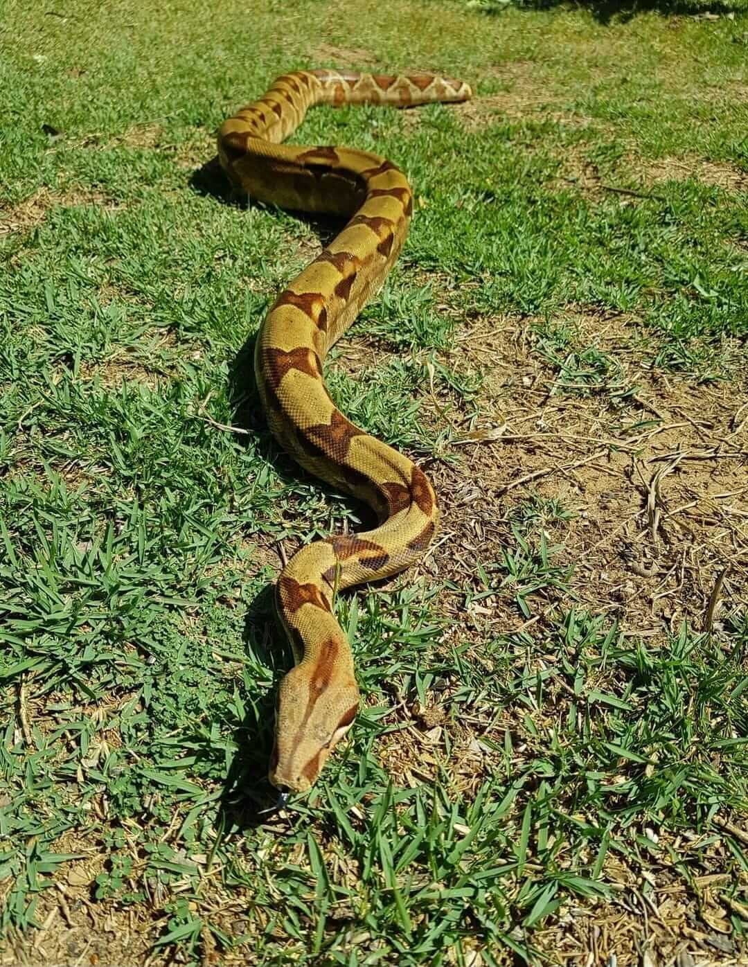 פעילות עם חיות 8