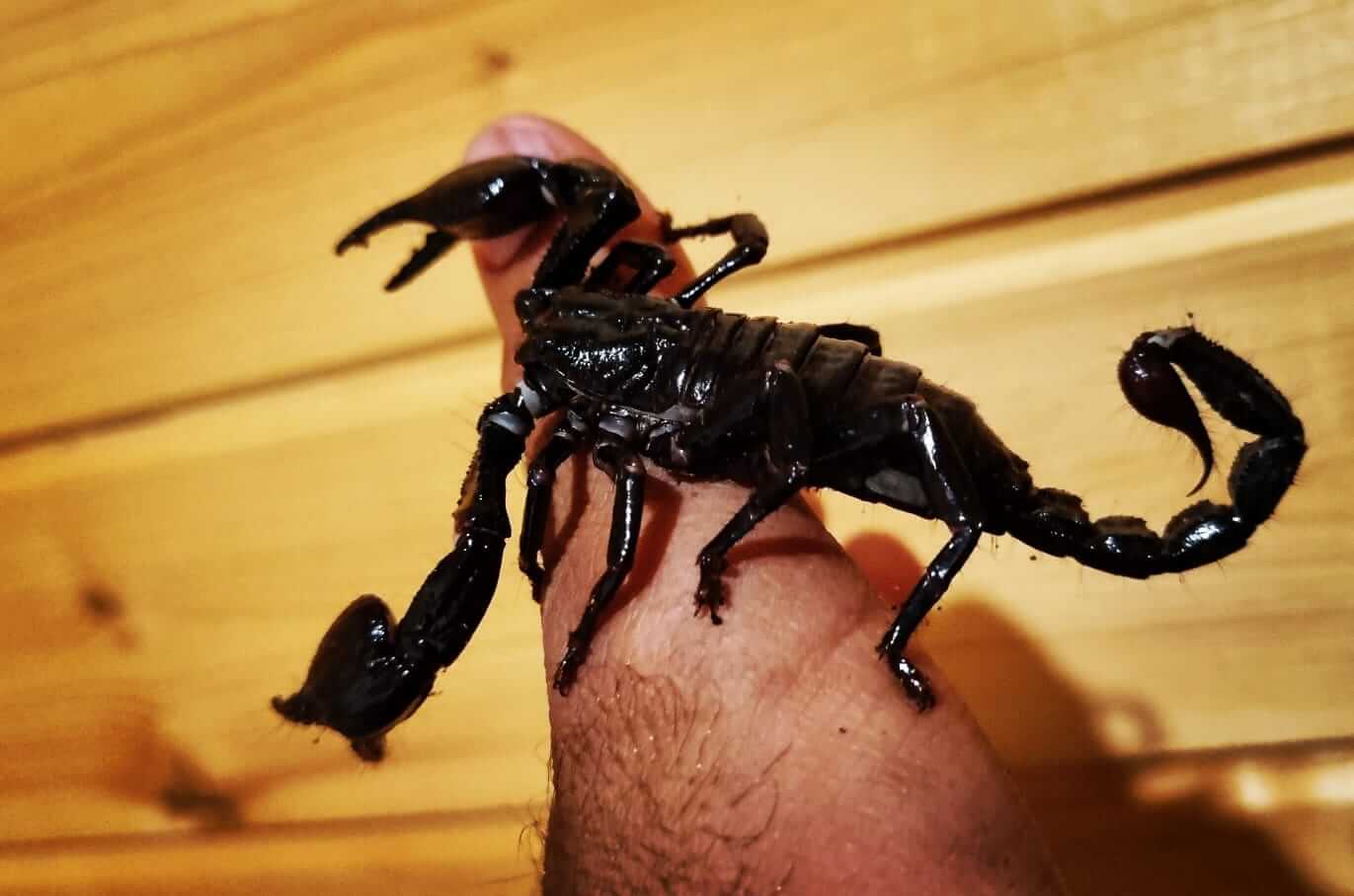 פעילות עם חיות 4