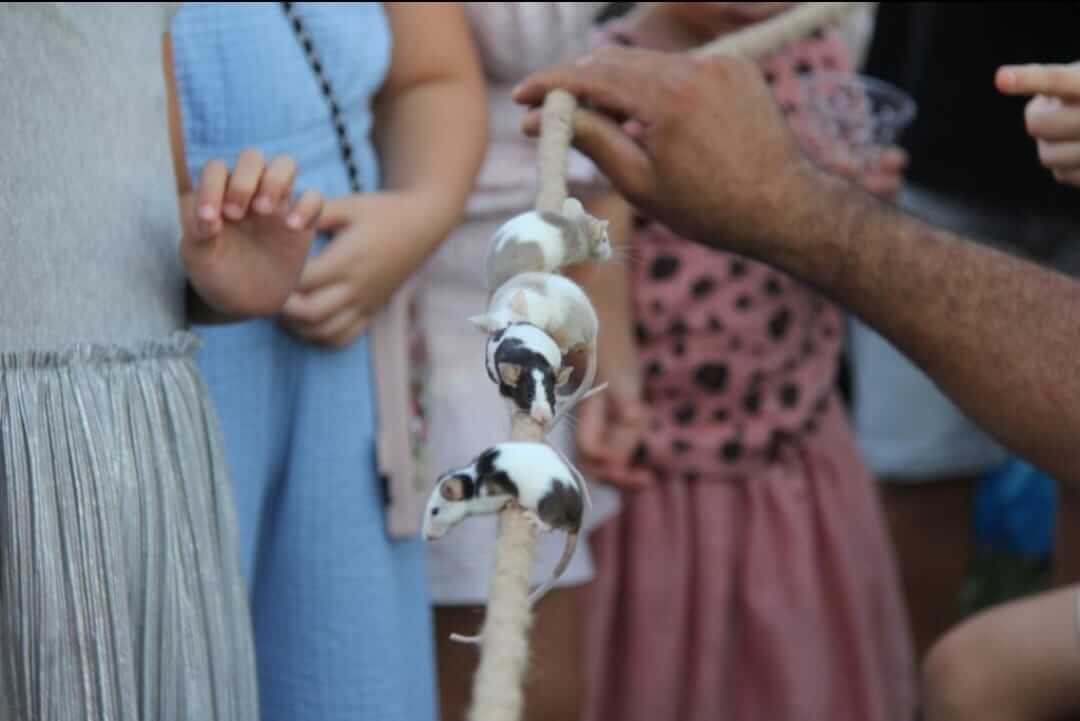 פעילות עם חיות 9